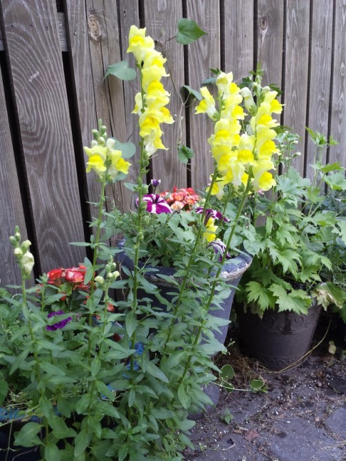 Snapdragons coming up through the patio. Lovely!