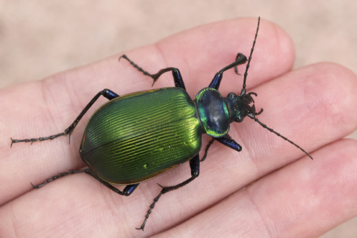 typhlonectes:Fiery Searcher (Calosoma scrutator)