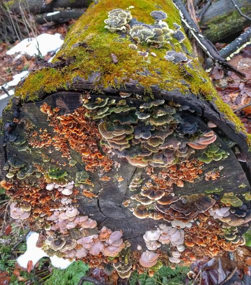 reishidreams:  A right barnacle pier of polypores From u/mosesrocket