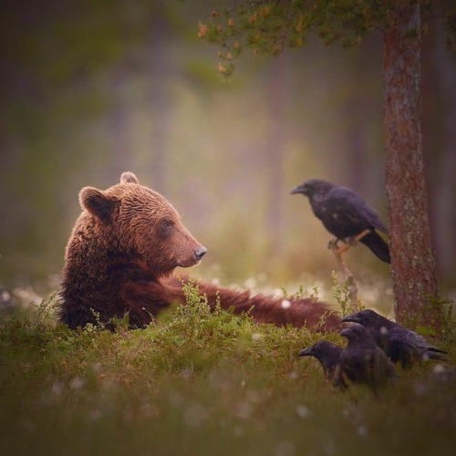 maureen2musings:  Brown bear and ravens npekonen
