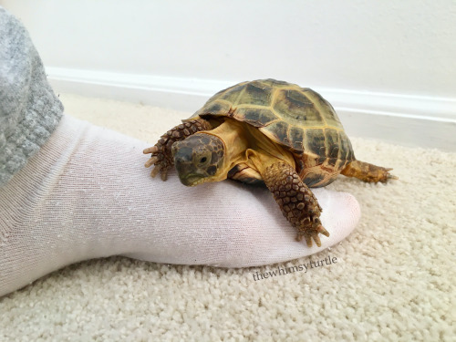 I, Kirby the Explorer, hereby claim Mom’s foot for my kingdom!