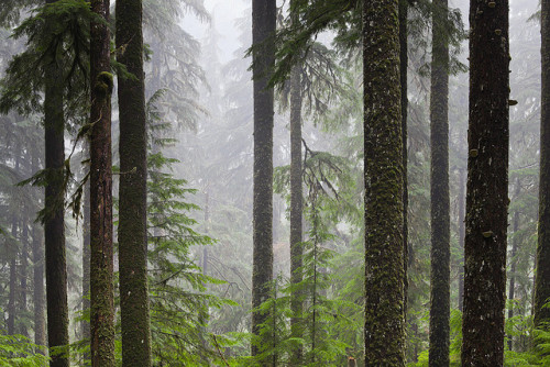 Sol Duc Forest of Olympic National Park by Lee Rentz on Flickr.