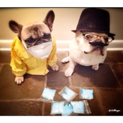 batpigandme:  Just started watching #BreakingBad.. #LetsCook by 3bulldogges http://ift.tt/1iXtKJP 