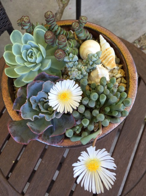 I came home from a week of camping and hiking and found the newly planted pots had a blooming Fenest