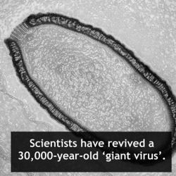 bnaz:carol1st:astrodidact: Yay?…. It’s alive! Buried deep in the Siberian permafrost scientists found a ‘giant virus’ that has been asleep for 30,000 years. Named Pithovirus sibericum, it contains 500 genes and was revived in the lab. The researchers