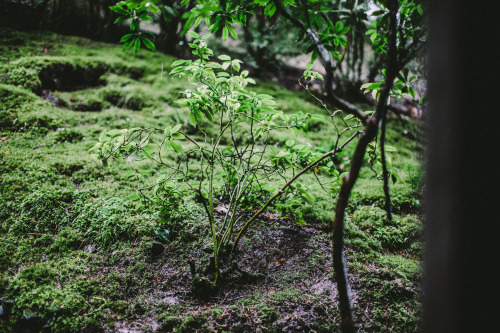 talltalememory:Portland Japanese Garden