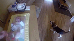 sizvideos:  Dog helps mother change baby’s diaper - Video 