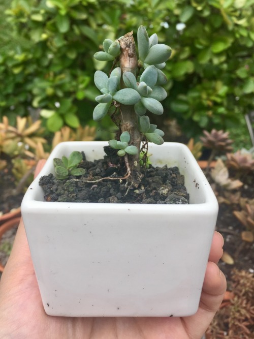 cactusandrain: Stem babies !  The result of beheading a succulent and leaving the stem to grow