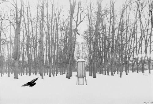 Robert Häusser Vogel im Park, 1954