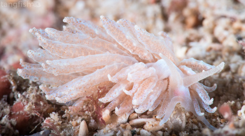 Aeolid Nudibranch - photo taken at Mindoro Island, Philippines