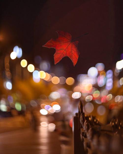 autumncozy:By a.b.photoart