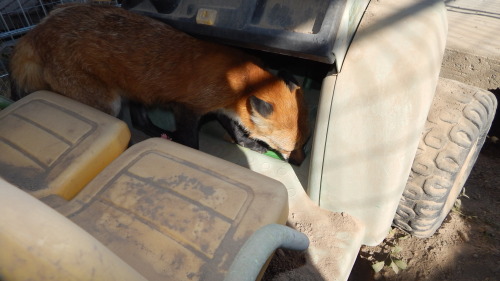 The many antics of vulpes vulpes, being the very curious and silly creatures they are, they love to 