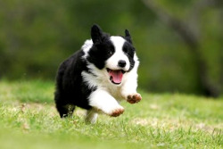 thecutestofthecute:  Happiest puppies in