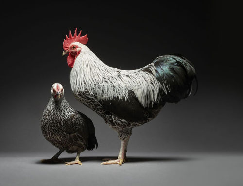 queenofbiscuits:fangirltothefullest:awesome-picz:Chicken Couple Photographs Show The Diversity Of Lo