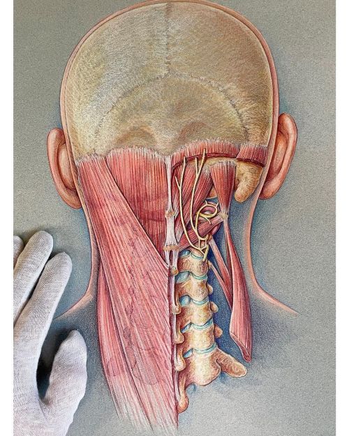 From the @barrowneuro archive. Traditional color pencil drawing by Steven J. Harrison, PhD, circa 19