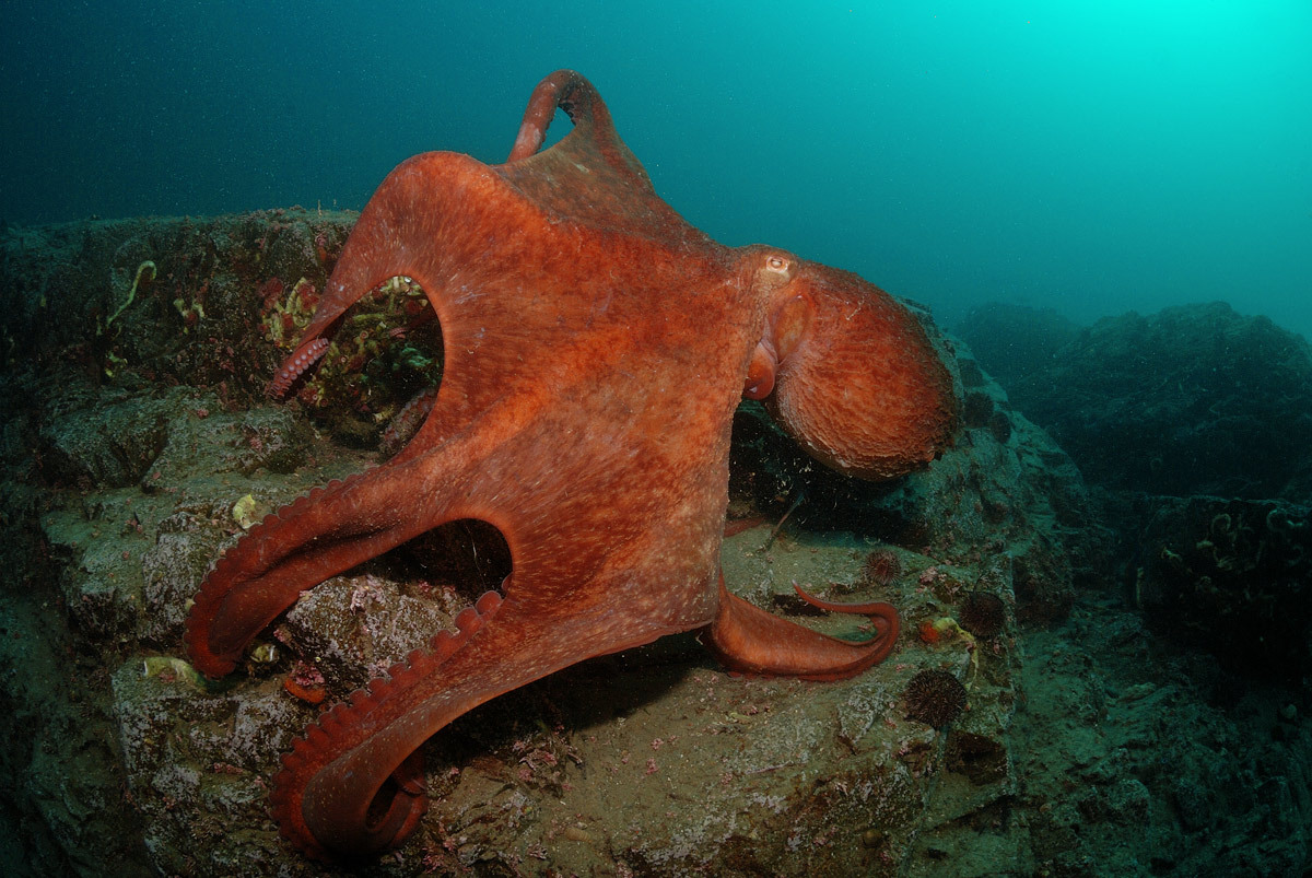 earthandanimals:  Diver meets Octopus Photo by Andrew Shpatak