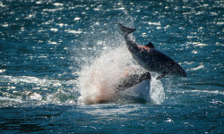 phocoenidae:  Orca Hunt by SteveAtWildoutdoors on Flickr. Transient orcas are one of the harbor porpoises’ predators.