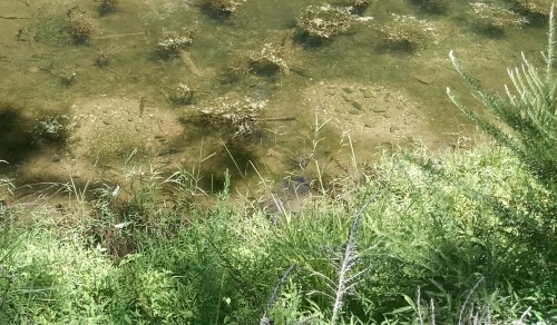 The whole canal was full of male Banded Sunfish crop circles! They make these little indents in the 