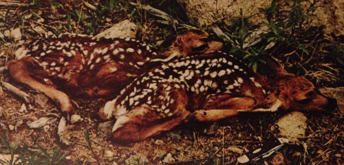 justenoughisplenty: Two fawns birthed moments before this photograph; a five-inch pocketknife laying