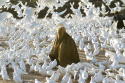 goldenveil:  ‘Pigeon feeding near Blue Mosque’, 1991, Steve McCurry