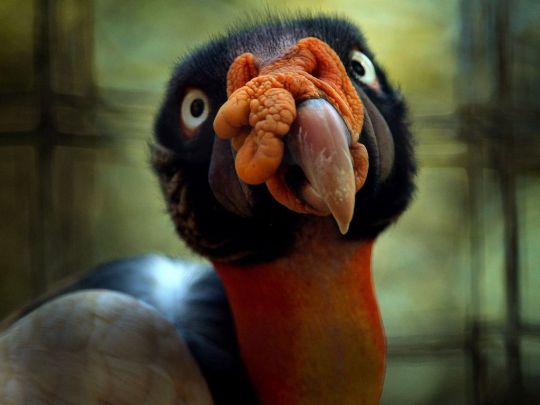 King Vulture