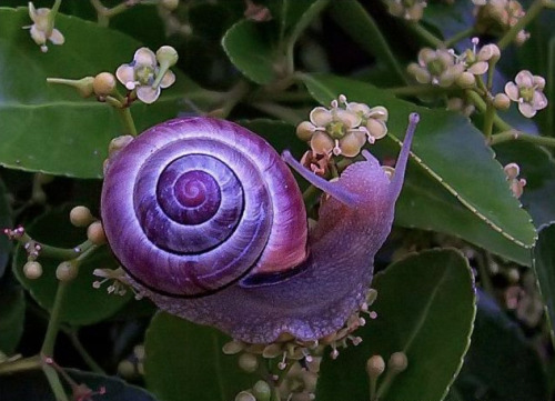 charlottefree:presenting my newest of favorite critters, the violet snail