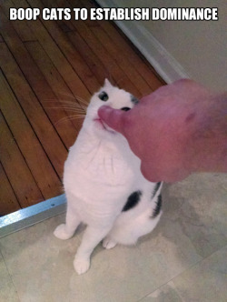 tastefullyoffensive:  Cat ownership tip.