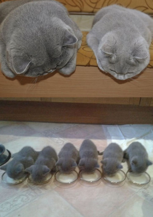 black&ndash;lamb:thispoetspace:boredpanda:20+ Proud Cat Mommies With Their Kittens@itsthelesbian
