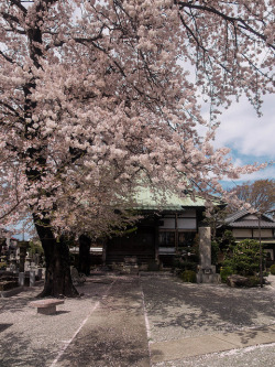 yuikki:Cherry tree in temple by kasa51 on Flickr.