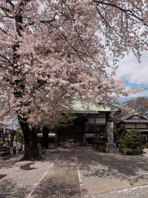 yuikki:Cherry tree in temple by kasa51 on Flickr.