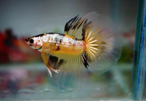 Beautiful Bettas From A Thai Breeder [x]