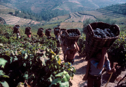 unrar:Grapes are harvested in a vineyard