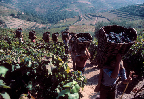 unrar - Grapes are harvested in a vineyard in the Douro region...