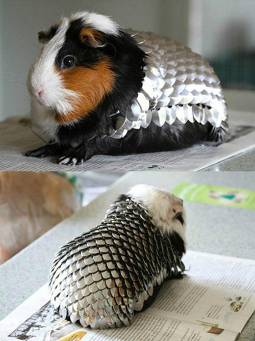 pleatedjeans: guinea pig armor. [x] This is absolutely RIDICULOUS. How would a knight have access to