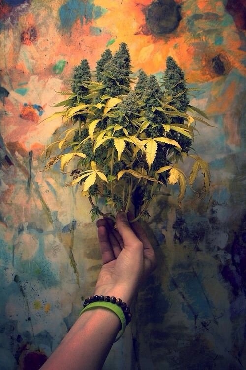 FOLHA DE MACONHA