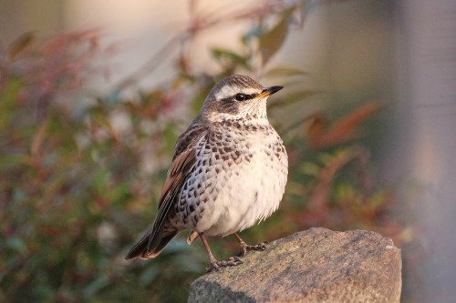 I saw fewer thrushes this winter than last.