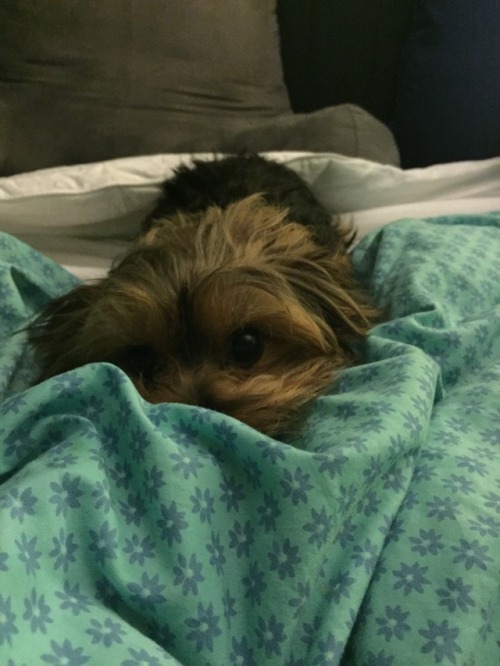 I have some pics of my dog for ya! He’s very photogenic :v(bobius-julius)thank you for this blessing