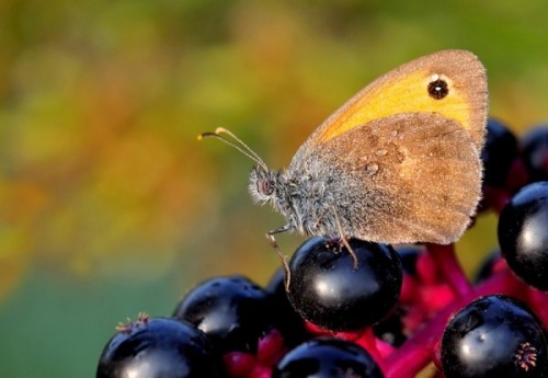 wapiti3: Insect Macro-photography by Bonali Giuseppe