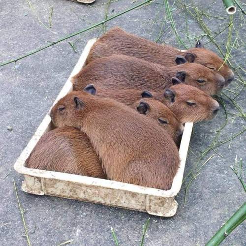 thebaconpancake: Anyone seen my tray of capybaras? I’m sure I left it around here somewhere&he