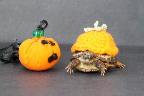 thewhimsyturtle:We don’t have time to carve a pumpkin this year, so Mommy gave me a little clo