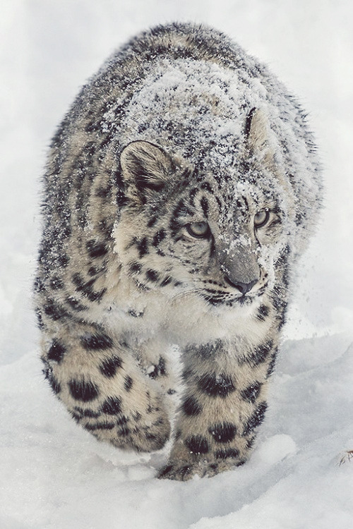 alecsgrg:Walking in the snow | ( by Daniel Münger )