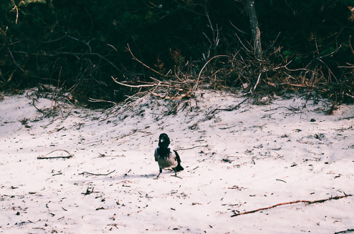 Somewhere in Denmark, April 2018 | Liseleje strand, Nordsjælland | Hooded crow territory