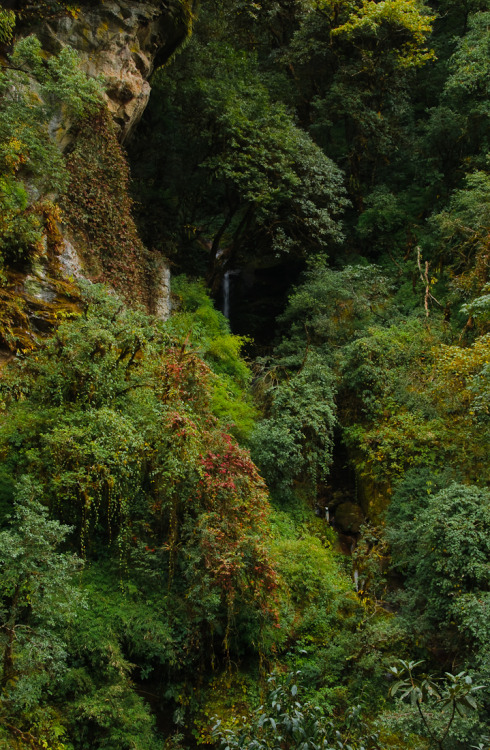 4nimalparty: oak and rhododendron forest (by happy.apple)