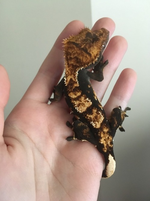 amyalexandra-reptiles:My gorgeous son ❤️Bart’s old colours for reference