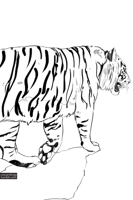 人気新品 ♥Tiger様♥ - アルバム
