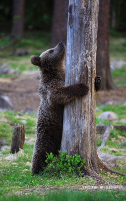 magicalnaturetour:  The little bear’s dream