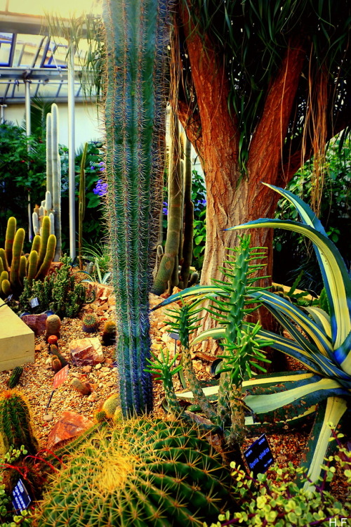 The Desert Biome, Sheffield Botanical Gardens Greenhouse.