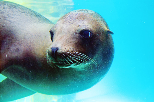 Harbor Seal (by Dakiny)