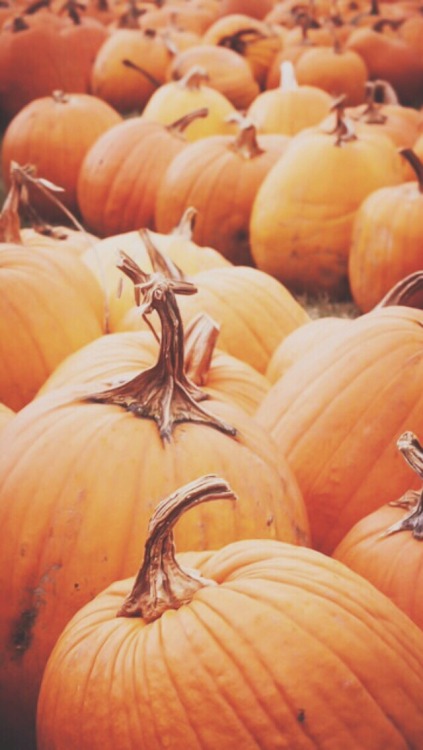 Pumpkin iPhone wallpapers