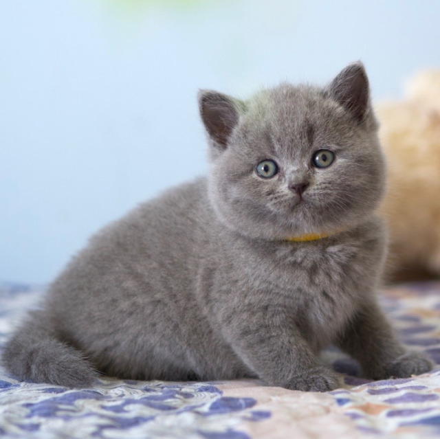 ❤️ British blue kitty Anita High Class RU is 5 weeks old 😍 🏡 https//gala-cat.ru --- #britishcat #britishshorthair #bluebritish #bsh #bshcat #bshkitten #bshblue #catslife #catmom #catoftheday #cat #photomodel #britishshorthaircat #catslovers #catsofinstagram #cats #catsagram #instacat #britishblue #petstagraam #instacats #bestcats_oftheworld #catsofinstagram #meow #katzen #catslover #catsofinstagram #britischkurzhaar #고양이 #รักแมว #แมว #猫 https://www.instagram.com/p/CdsPfCyO88j/?igshid=NGJjMDIxMWI= #britishcat#britishshorthair#bluebritish#bsh#bshcat#bshkitten#bshblue#catslife#catmom#catoftheday#cat#photomodel#britishshorthaircat#catslovers#catsofinstagram#cats#catsagram#instacat#britishblue#petstagraam#instacats#bestcats_oftheworld#meow#katzen#catslover#britischkurzhaar#고양이#รักแมว#แมว#猫